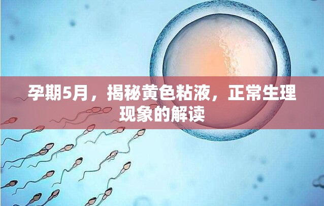 孕期5月，揭秘黃色粘液，正常生理現(xiàn)象的解讀