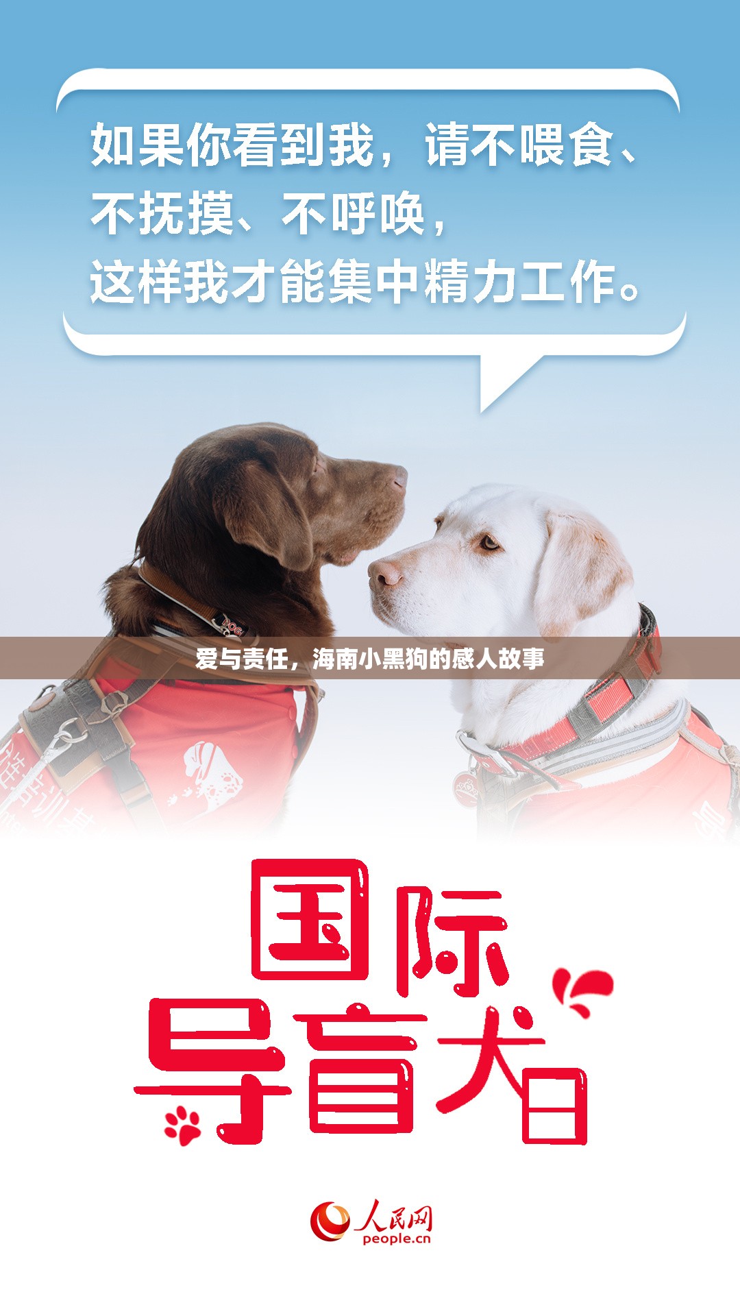 愛與責(zé)任，海南小黑狗的感人故事