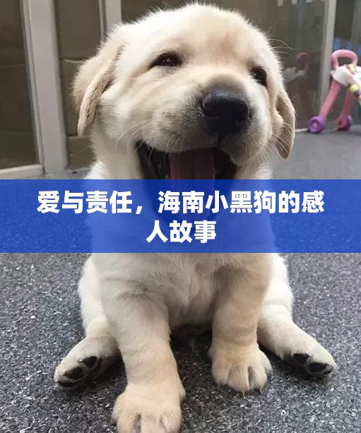 愛與責(zé)任，海南小黑狗的感人故事