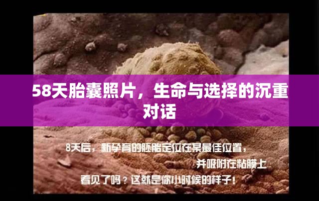 58天胎囊照片，生命與選擇的沉重對(duì)話