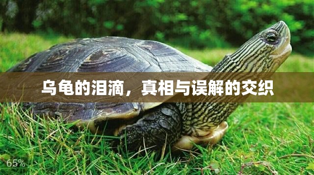 烏龜?shù)臏I滴，真相與誤解的交織