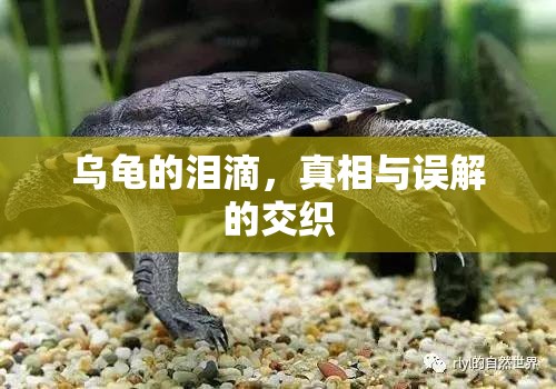 烏龜?shù)臏I滴，真相與誤解的交織