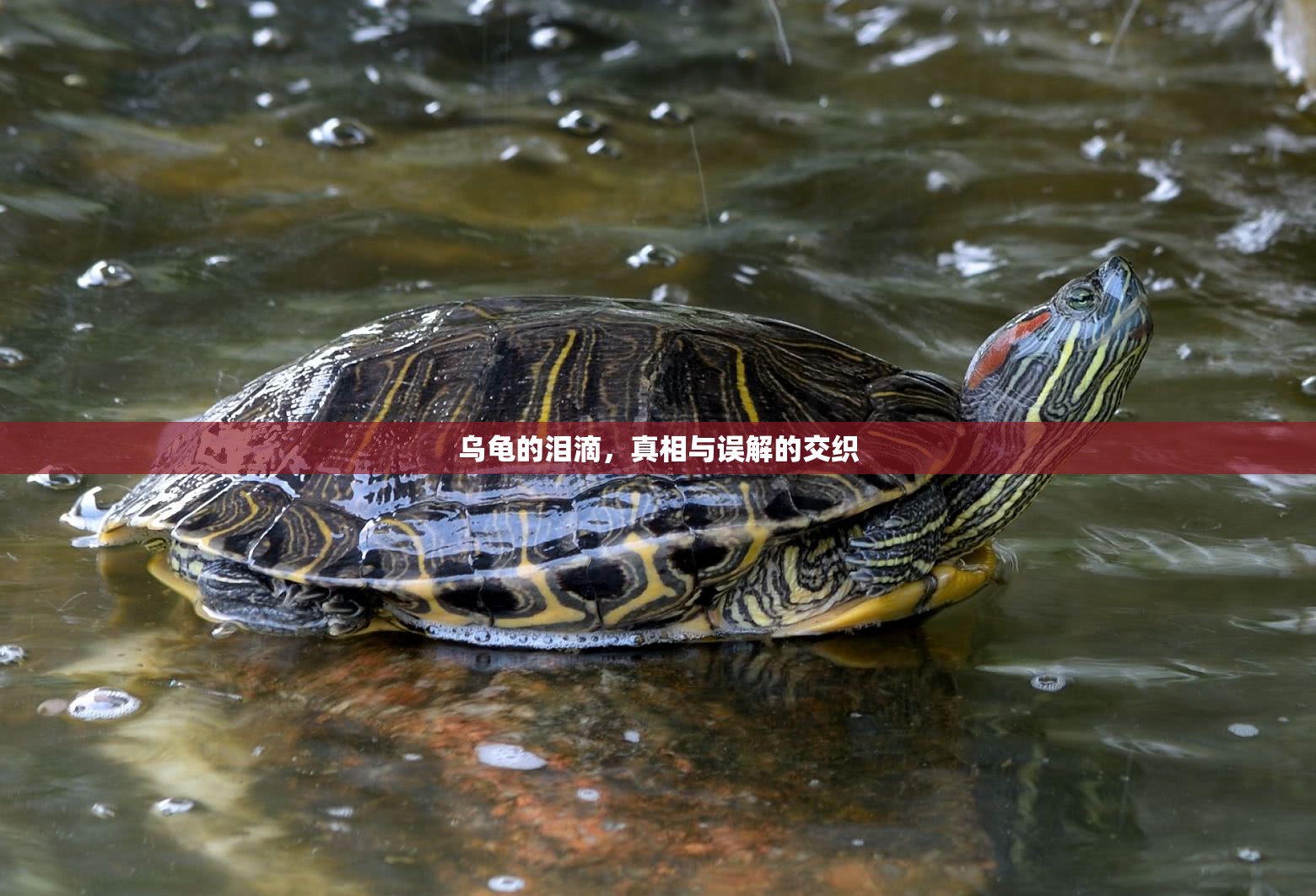 烏龜?shù)臏I滴，真相與誤解的交織