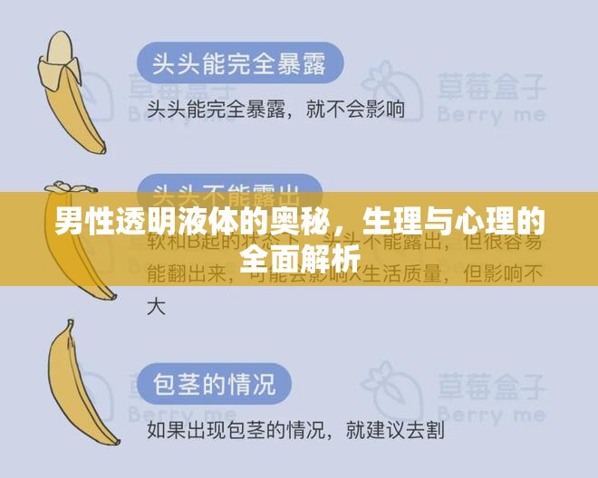 男性透明液體的奧秘，生理與心理的全面解析