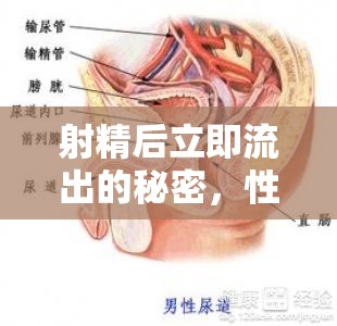 射精后立即流出的秘密，性愛(ài)中的自然現(xiàn)象與健康考量