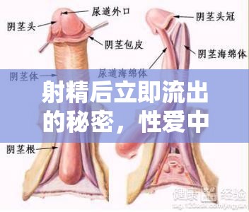 射精后立即流出的秘密，性愛(ài)中的自然現(xiàn)象與健康考量