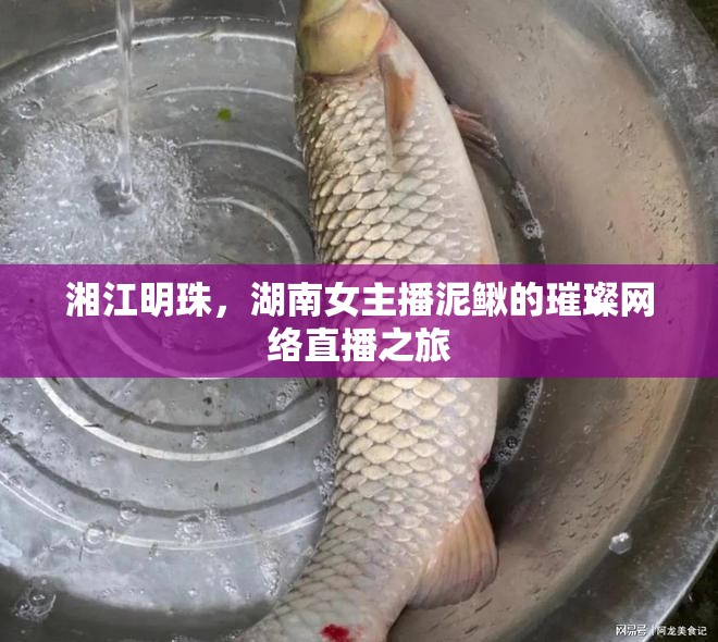湘江明珠，湖南女主播泥鰍的璀璨網(wǎng)絡(luò)直播之旅