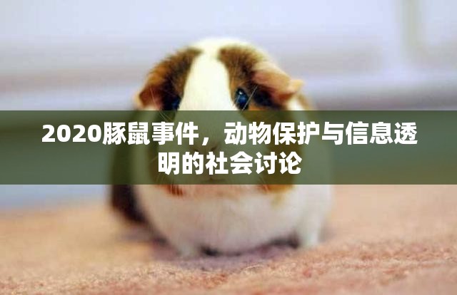 2020豚鼠事件，動(dòng)物保護(hù)與信息透明的社會(huì)討論
