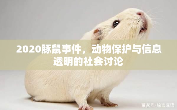 2020豚鼠事件，動(dòng)物保護(hù)與信息透明的社會(huì)討論