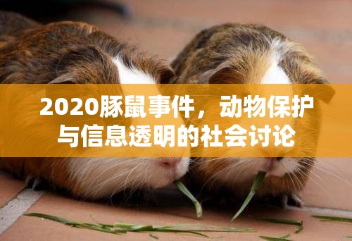 2020豚鼠事件，動(dòng)物保護(hù)與信息透明的社會(huì)討論