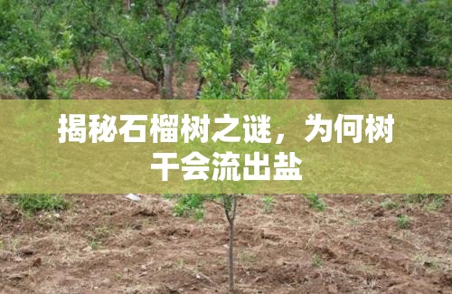 揭秘石榴樹之謎，為何樹干會(huì)流出鹽