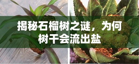 揭秘石榴樹之謎，為何樹干會(huì)流出鹽
