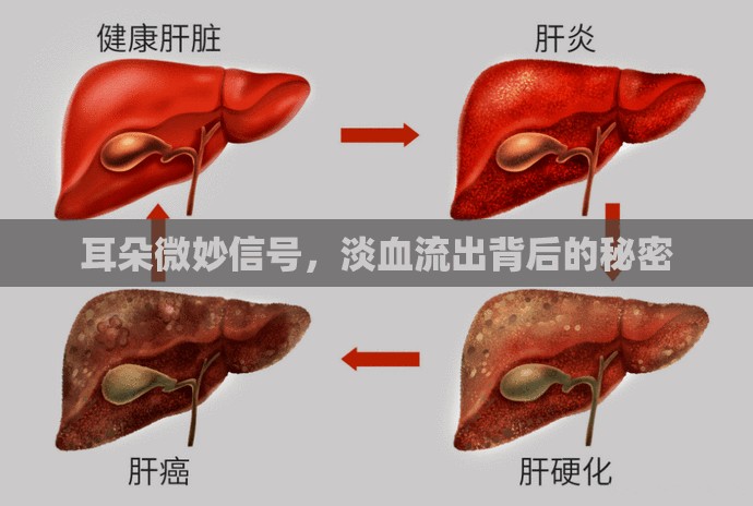 耳朵微妙信號，淡血流出背后的秘密
