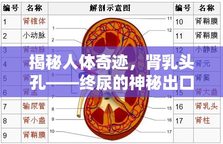 揭秘人體奇跡，腎乳頭孔——終尿的神秘出口