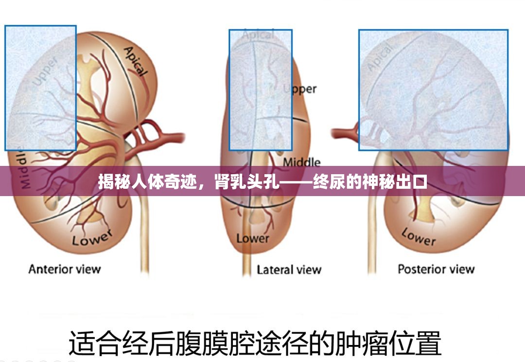揭秘人體奇跡，腎乳頭孔——終尿的神秘出口