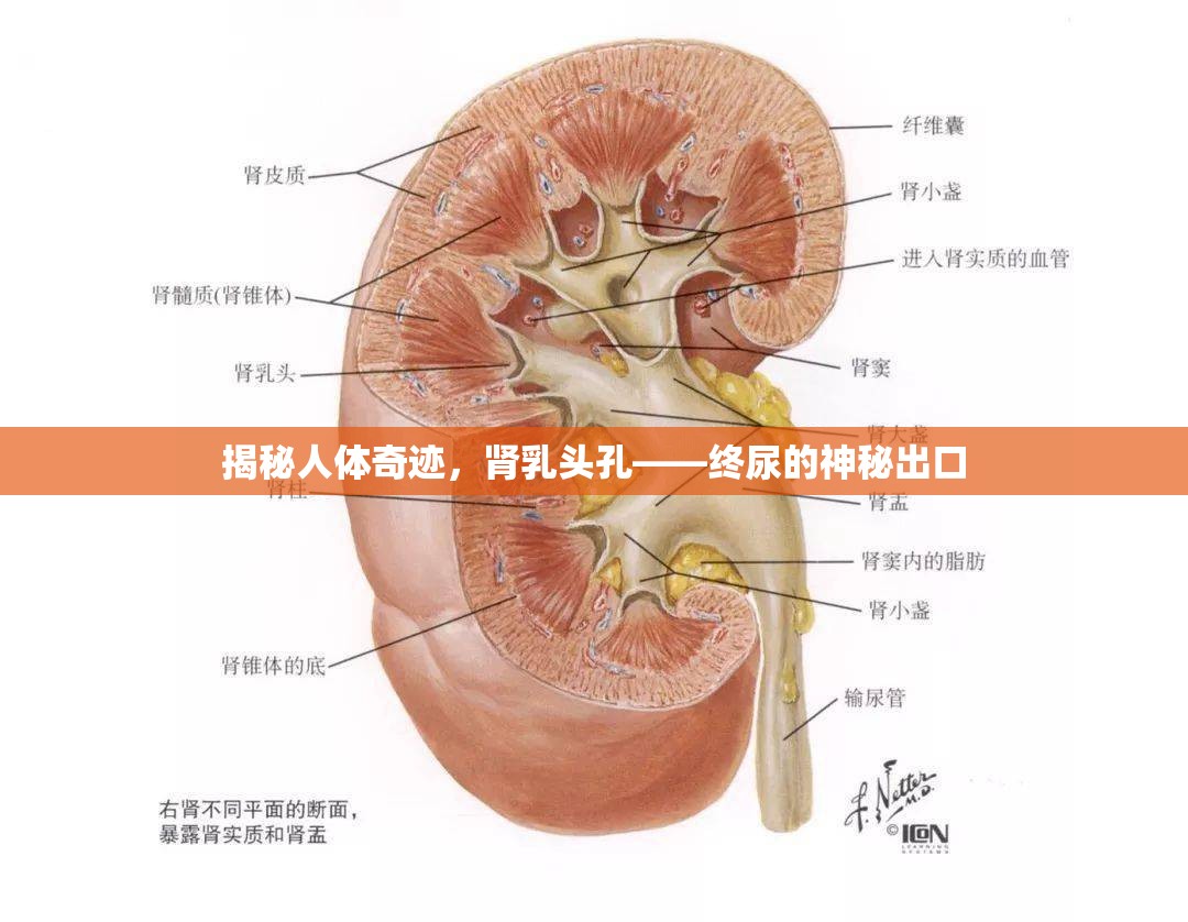 揭秘人體奇跡，腎乳頭孔——終尿的神秘出口