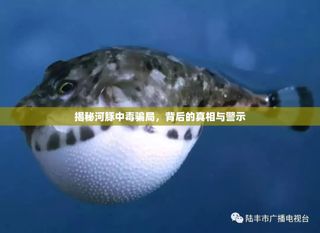 揭秘河豚中毒騙局，背后的真相與警示