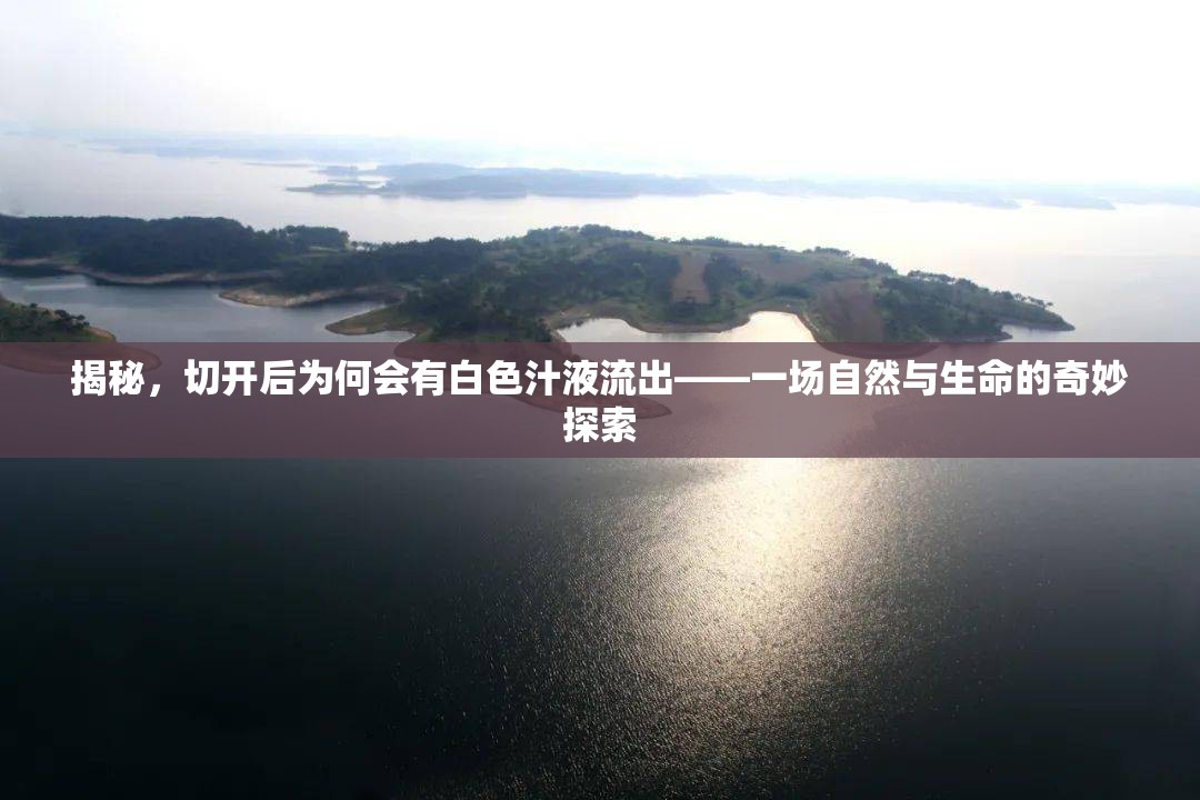揭秘，切開(kāi)后為何會(huì)有白色汁液流出——一場(chǎng)自然與生命的奇妙探索