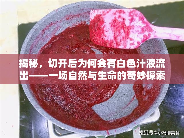 揭秘，切開(kāi)后為何會(huì)有白色汁液流出——一場(chǎng)自然與生命的奇妙探索