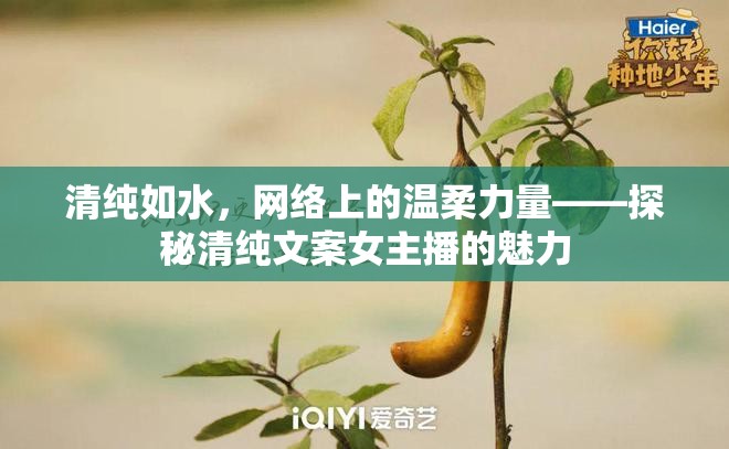 清純?nèi)缢?，網(wǎng)絡上的溫柔力量——探秘清純文案女主播的魅力