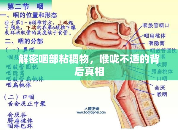 解密咽部粘稠物，喉嚨不適的背后真相