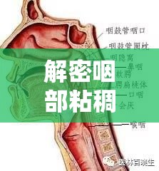 解密咽部粘稠物，喉嚨不適的背后真相