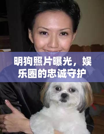 明狗照片曝光，娛樂圈的忠誠守護(hù)者