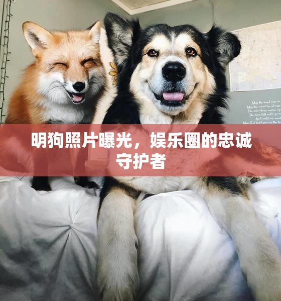 明狗照片曝光，娛樂圈的忠誠守護(hù)者