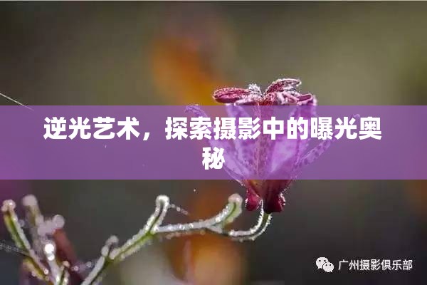 逆光藝術(shù)，探索攝影中的曝光奧秘