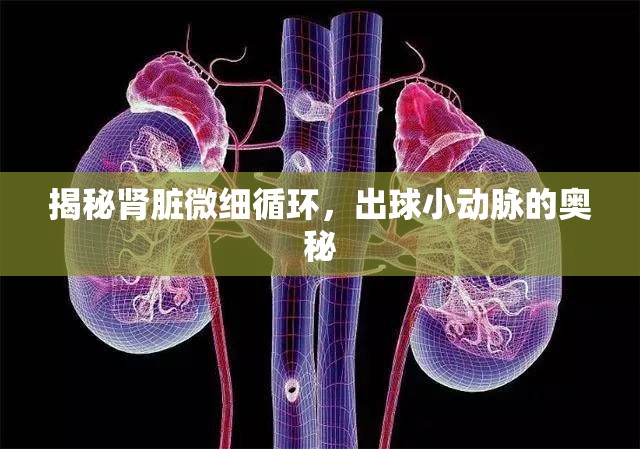 揭秘腎臟微細循環(huán)，出球小動脈的奧秘
