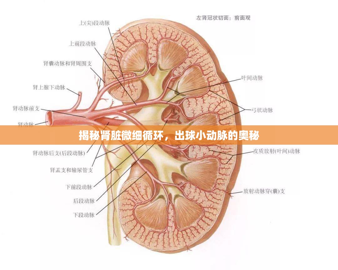 揭秘腎臟微細循環(huán)，出球小動脈的奧秘