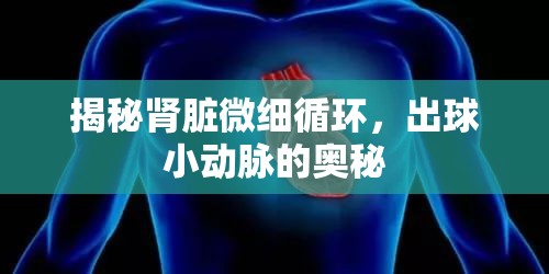 揭秘腎臟微細循環(huán)，出球小動脈的奧秘