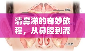 清鼻涕的奇妙旅程，從鼻腔到流出的生理奇觀