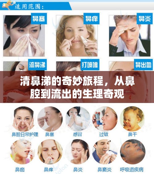 清鼻涕的奇妙旅程，從鼻腔到流出的生理奇觀