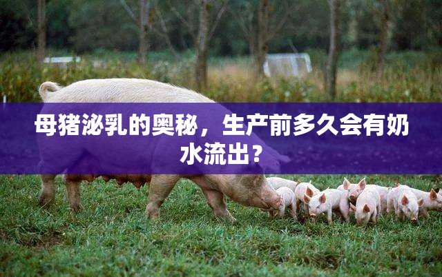 母豬泌乳的奧秘，生產(chǎn)前多久會有奶水流出？