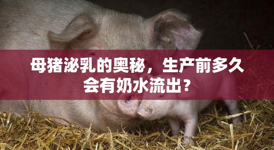 母豬泌乳的奧秘，生產(chǎn)前多久會有奶水流出？