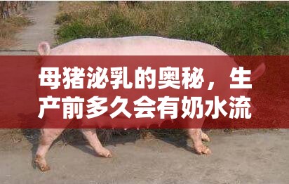 母豬泌乳的奧秘，生產(chǎn)前多久會有奶水流出？