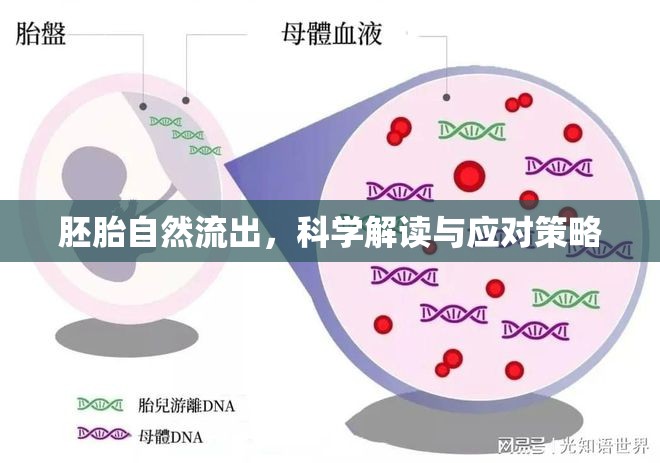 胚胎自然流出，科學(xué)解讀與應(yīng)對策略