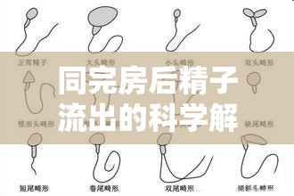 同完房后精子流出的科學(xué)解析與應(yīng)對(duì)策略