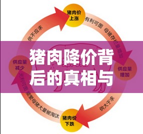 豬肉降價背后的真相與市場影響，真實視頻揭秘