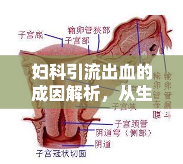 婦科引流出血的成因解析，從生理機制到病理變化的全面探討