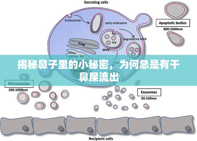 揭秘鼻子里的小秘密，為何總是有干鼻屎流出