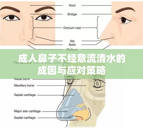 成人鼻子不經(jīng)意流清水的成因與應對策略