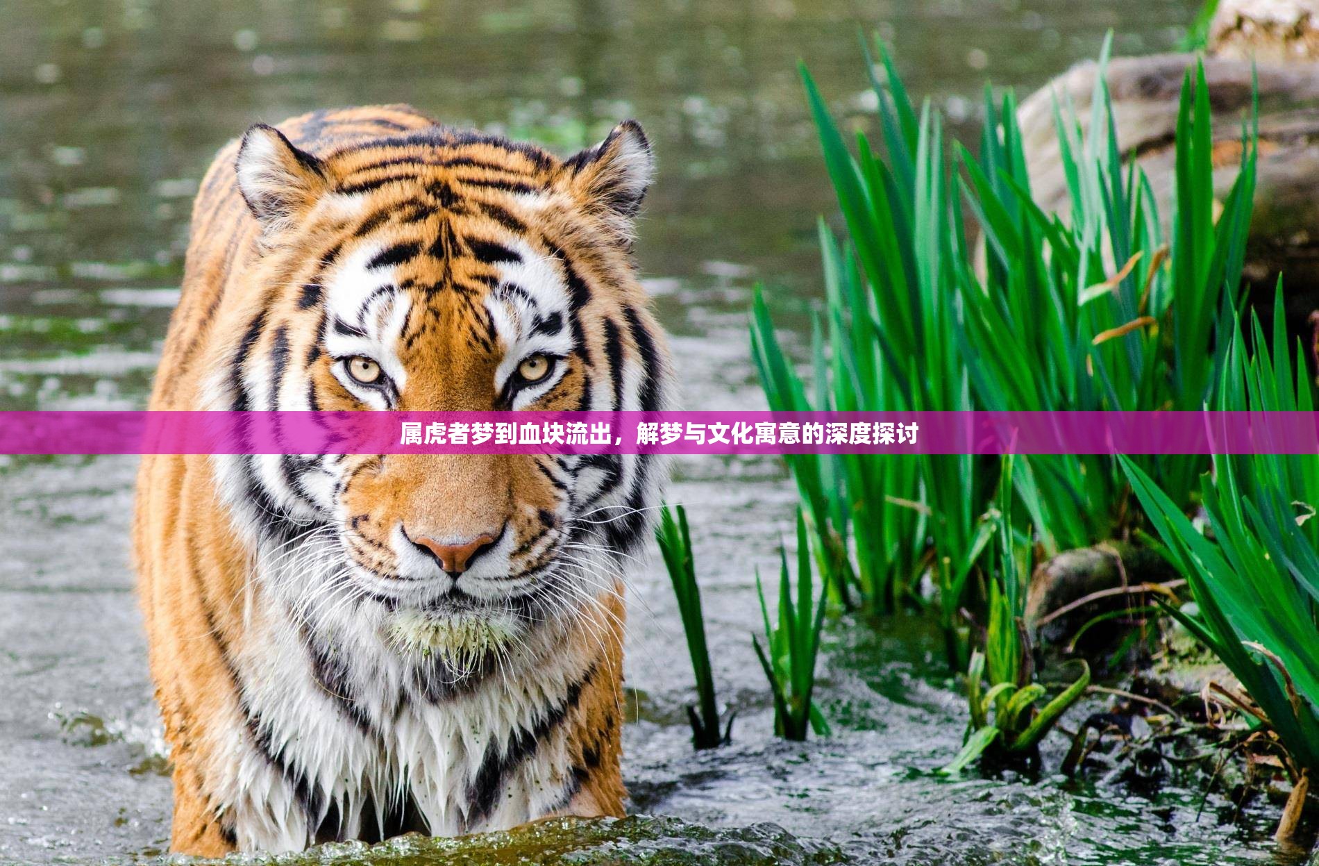 屬虎者夢到血塊流出，解夢與文化寓意的深度探討