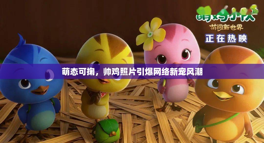 萌態(tài)可掬，帥雞照片引爆網(wǎng)絡(luò)新寵風(fēng)潮