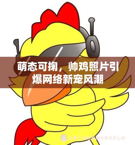 萌態(tài)可掬，帥雞照片引爆網(wǎng)絡(luò)新寵風(fēng)潮