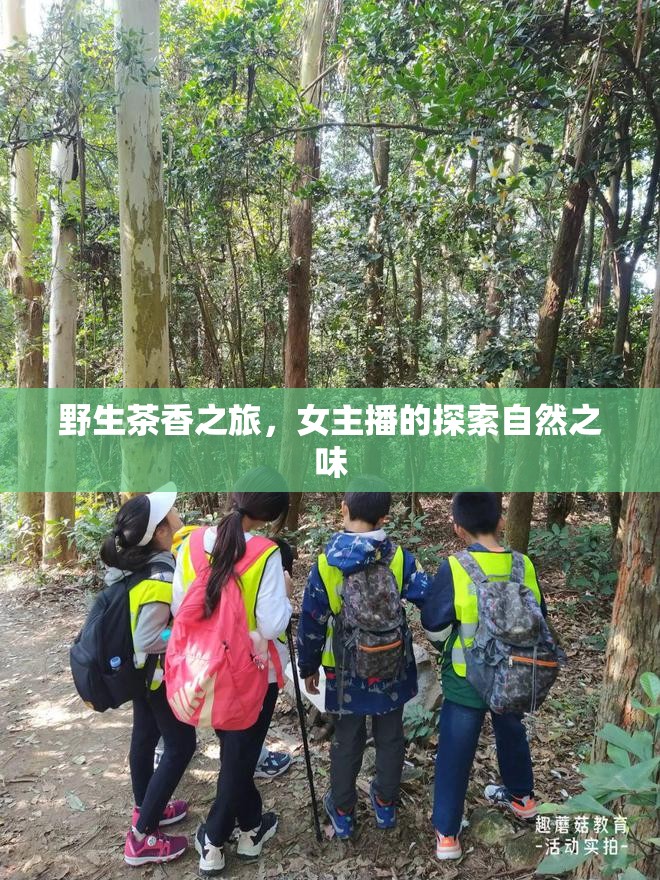 野生茶香之旅，女主播的探索自然之味