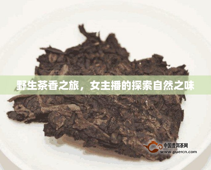 野生茶香之旅，女主播的探索自然之味