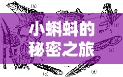 小蝌蚪的秘密之旅，探究其流出背后的原因
