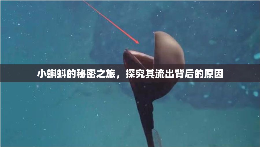 小蝌蚪的秘密之旅，探究其流出背后的原因